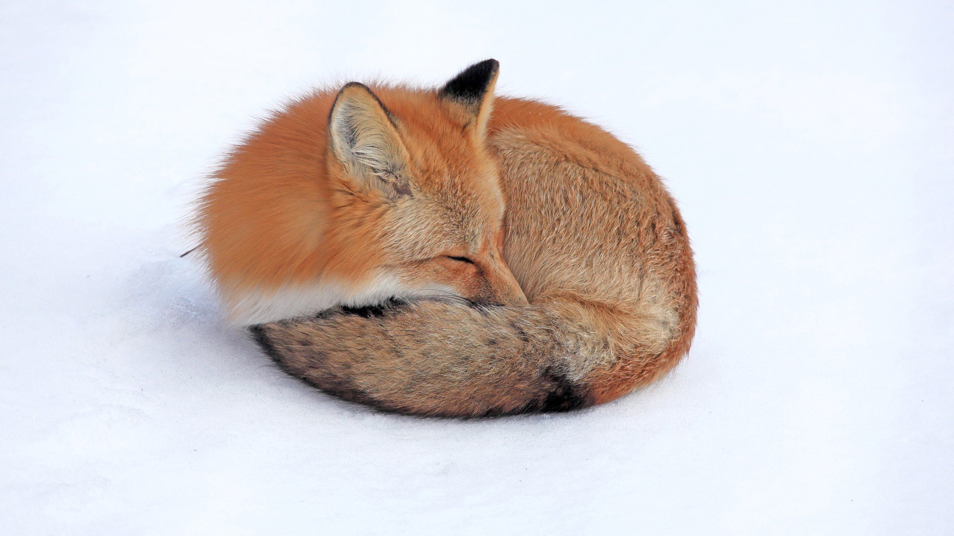 Red Fox Sleeping HD Wallpaper Background Image