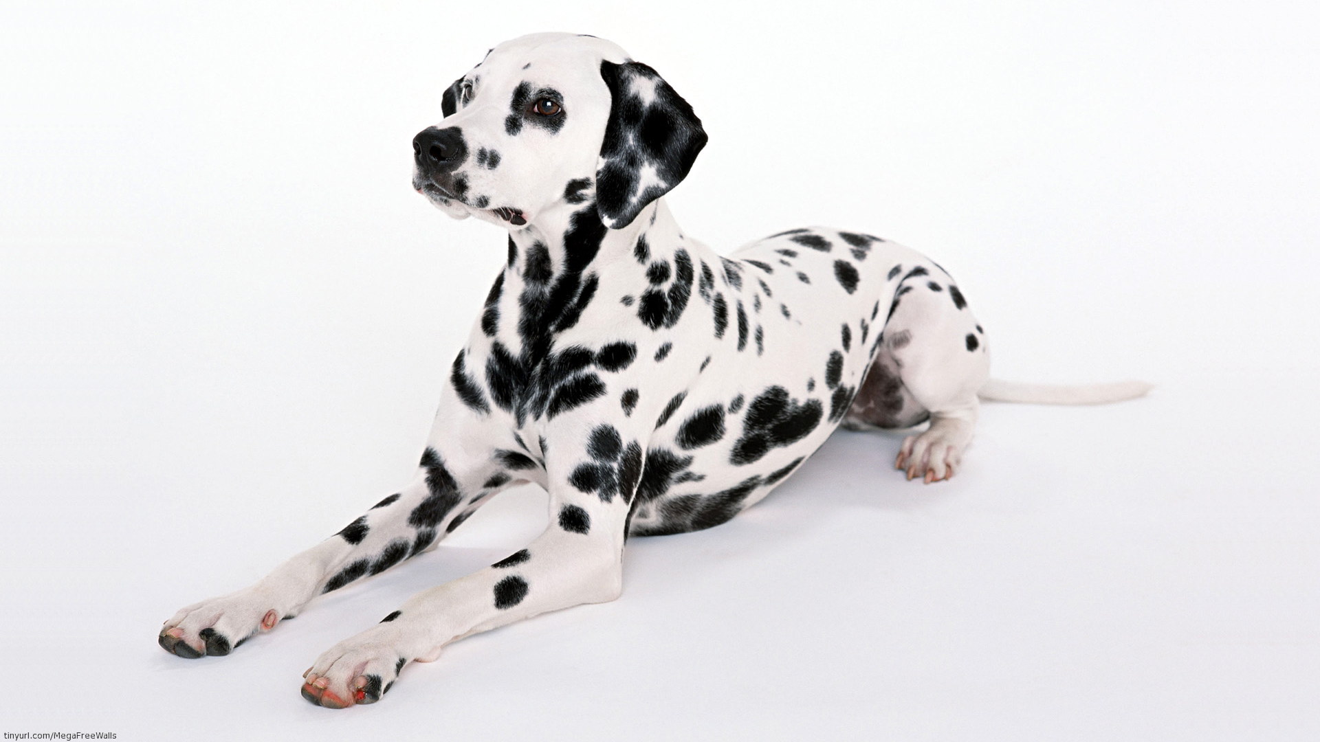 Animal Dalmatian Dalmation Dog Wallpaper