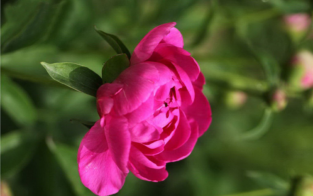 Peony Desktop Wallpaper Mayflower God HD
