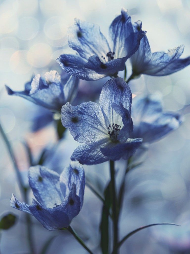 Flower Aesthetic Blue Garden Pretty Wallpaper
