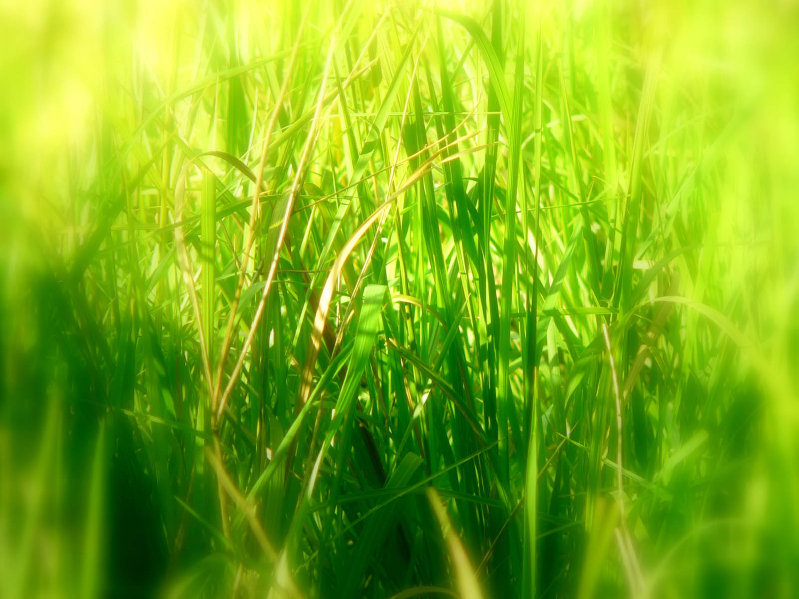 Keywords Tall Grass Wallpaper Grassdesktop