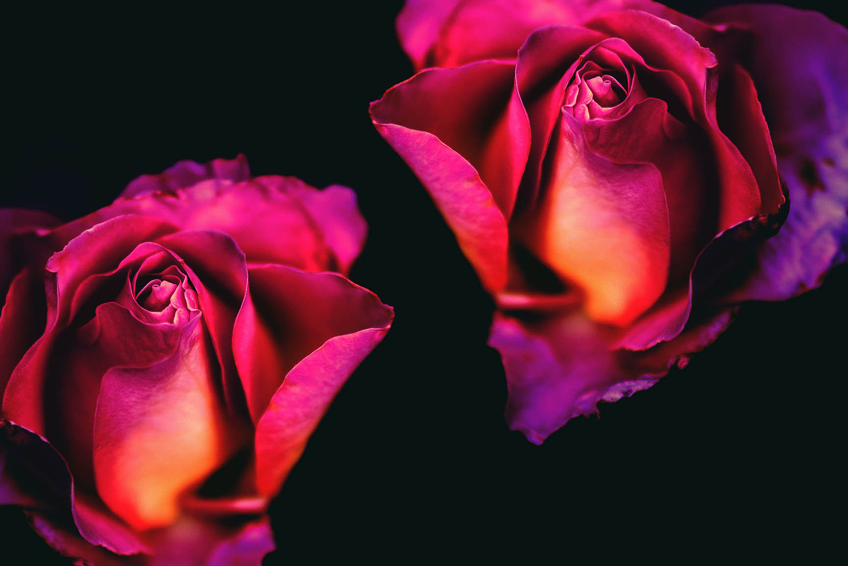 Romantic Roses iPhone X Wallpaper Preppy
