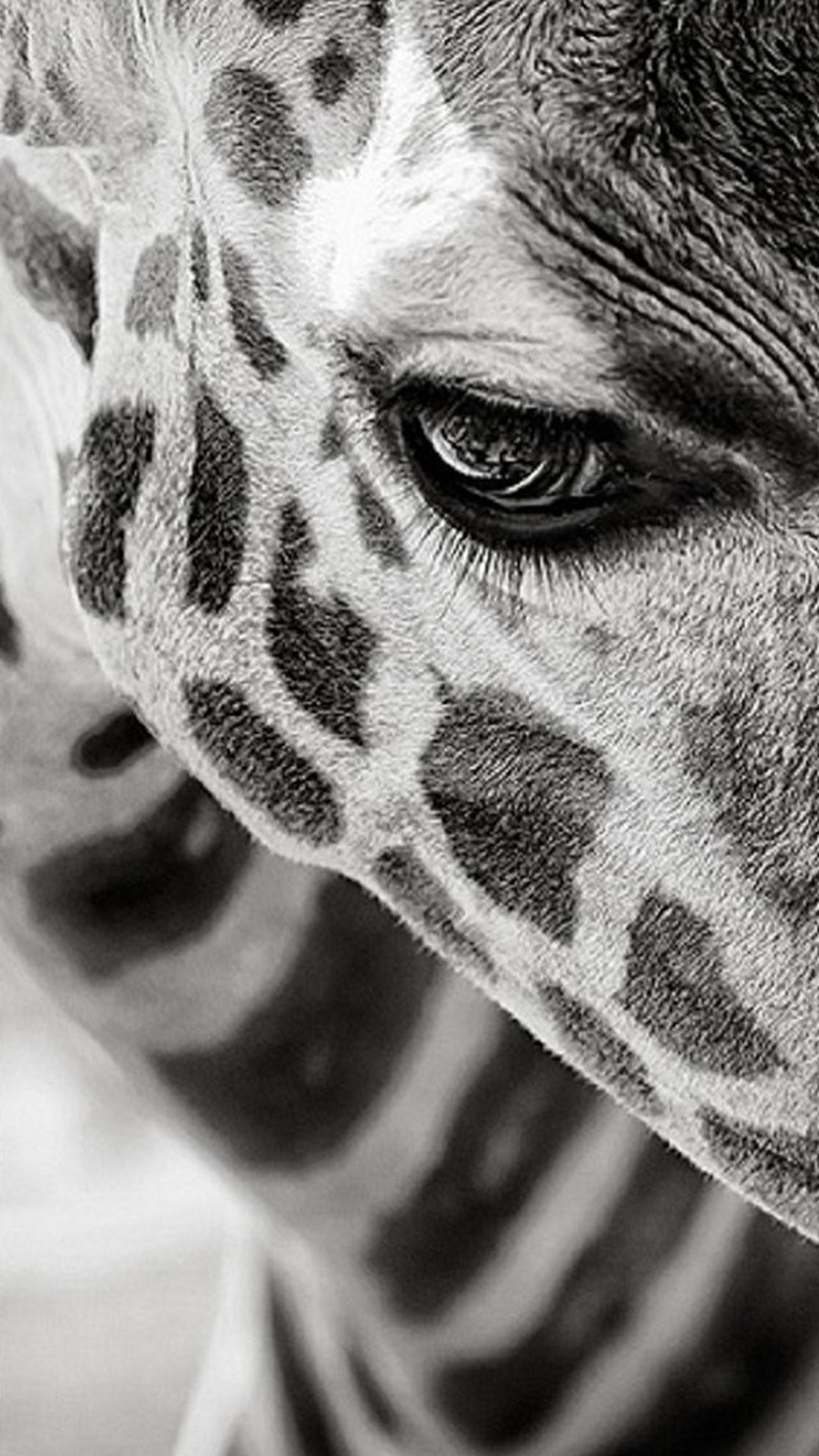 Animal iPhone Wallpaper