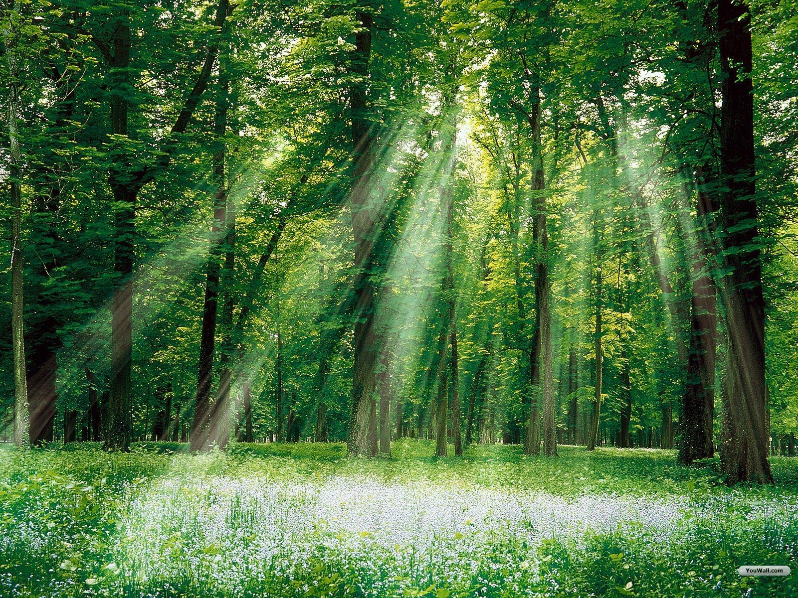 Colors Green Forest Wallpaper