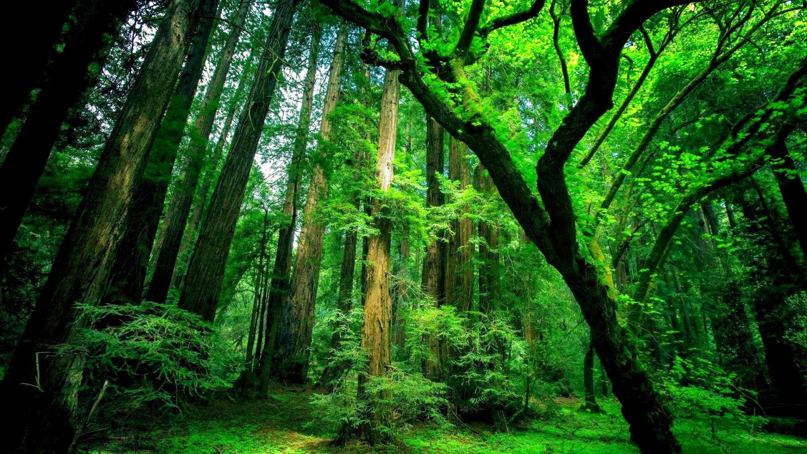 Rainforest Image