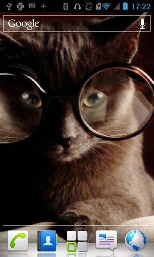 Cat Wearing Glasses Wallpaper With HD