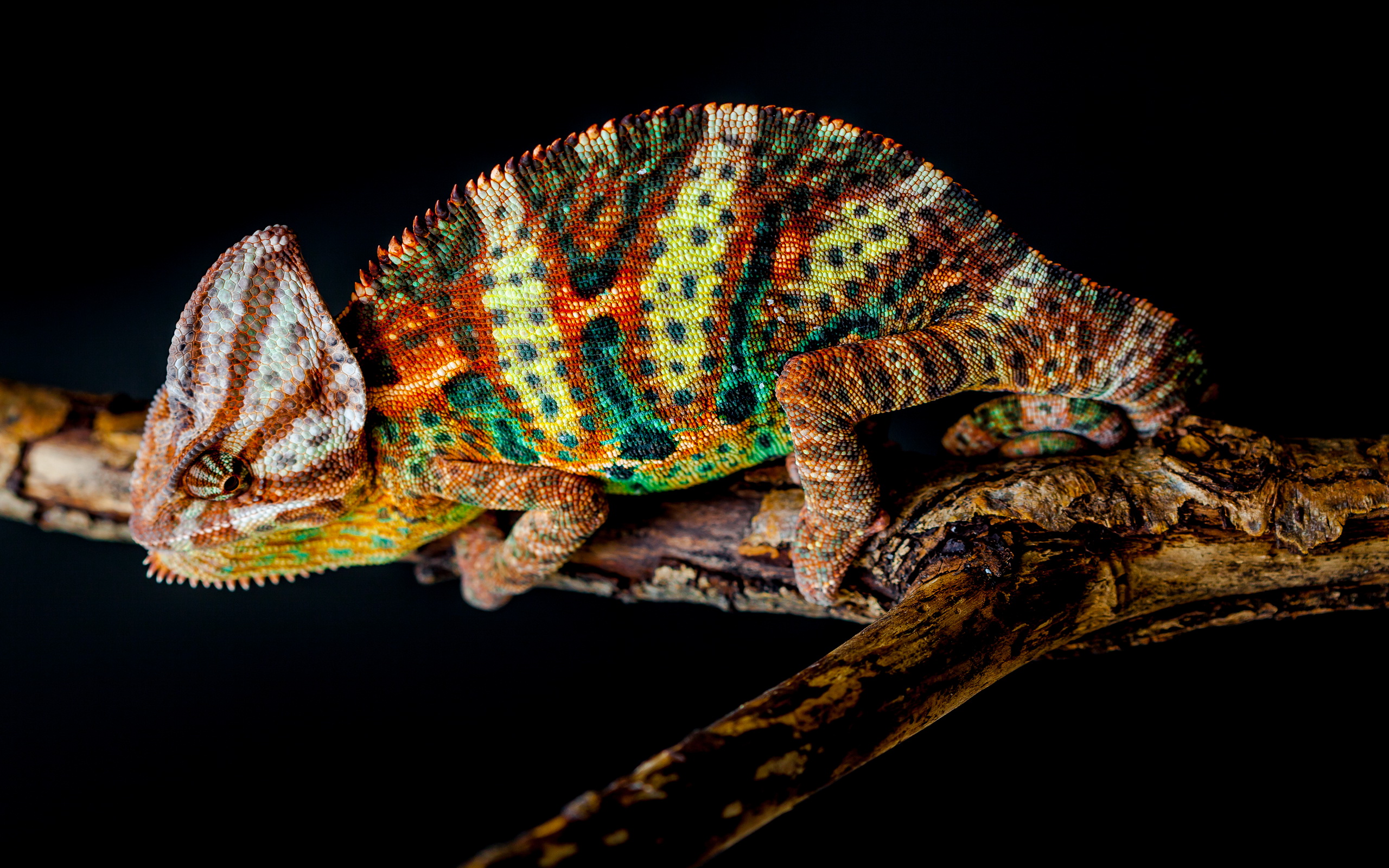 Animal Chameleon Wallpaper