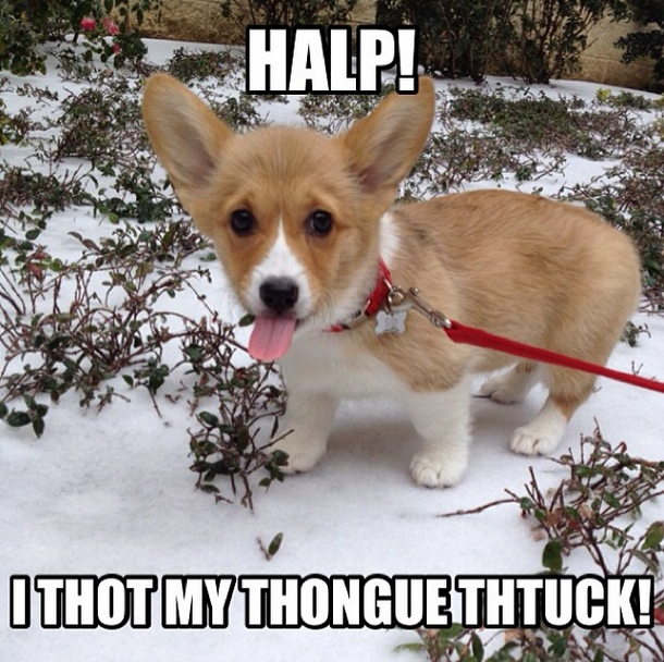 The Cutest Corgi Puppies Currently Online