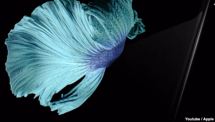 Siamese fighting fish images in iPhone 6s wallpapers came from the