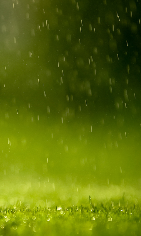 Rain On The Grass Wallpaper For Windows Phone Appsfuze