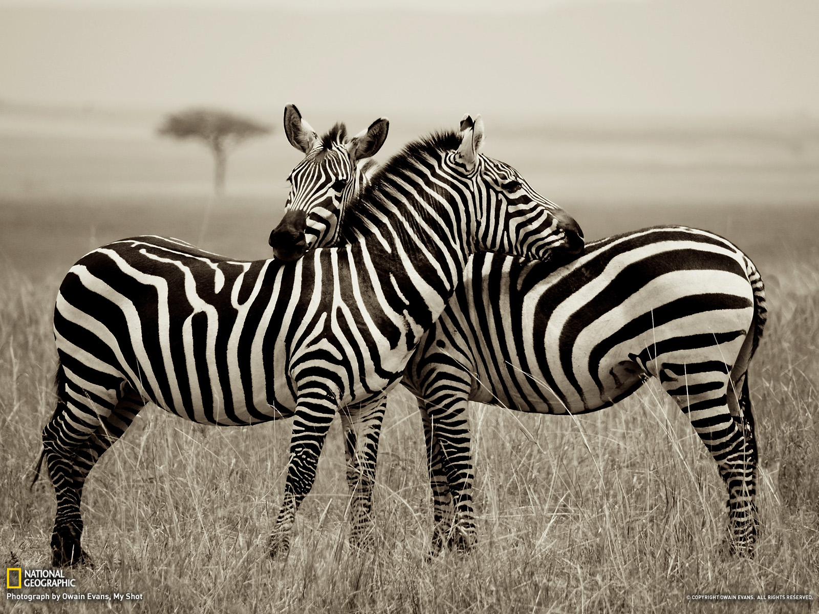 Zebra Picture Animal Wallpaper National Geographic Photo Of The