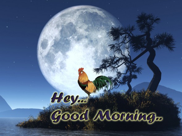 Free Download Good Morning 3d Wallpaper Download 590x442 For