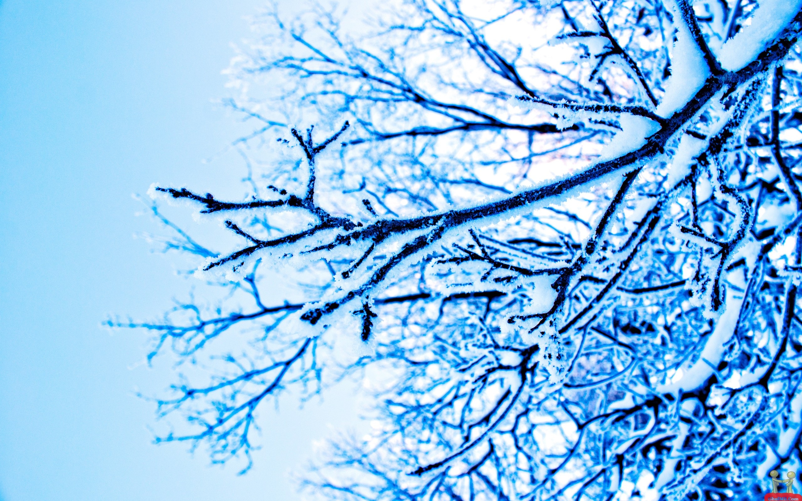 Snow Trees HD Wallpaper