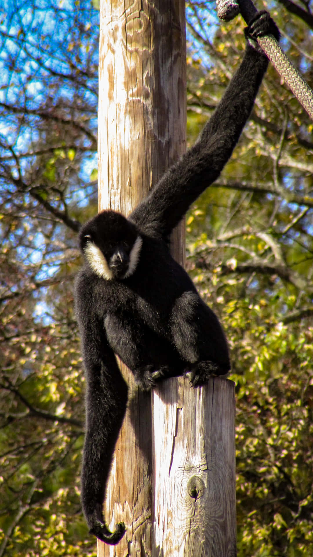 Monkey iPhone Baggrunde Wallpaper