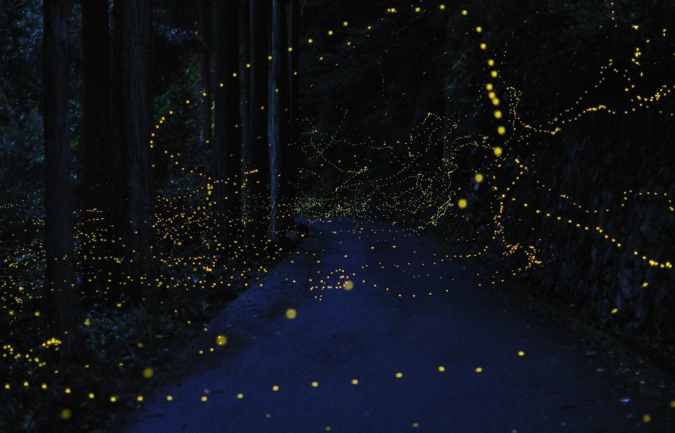 Fireflies Nature Wallpaper Photos Of Golden
