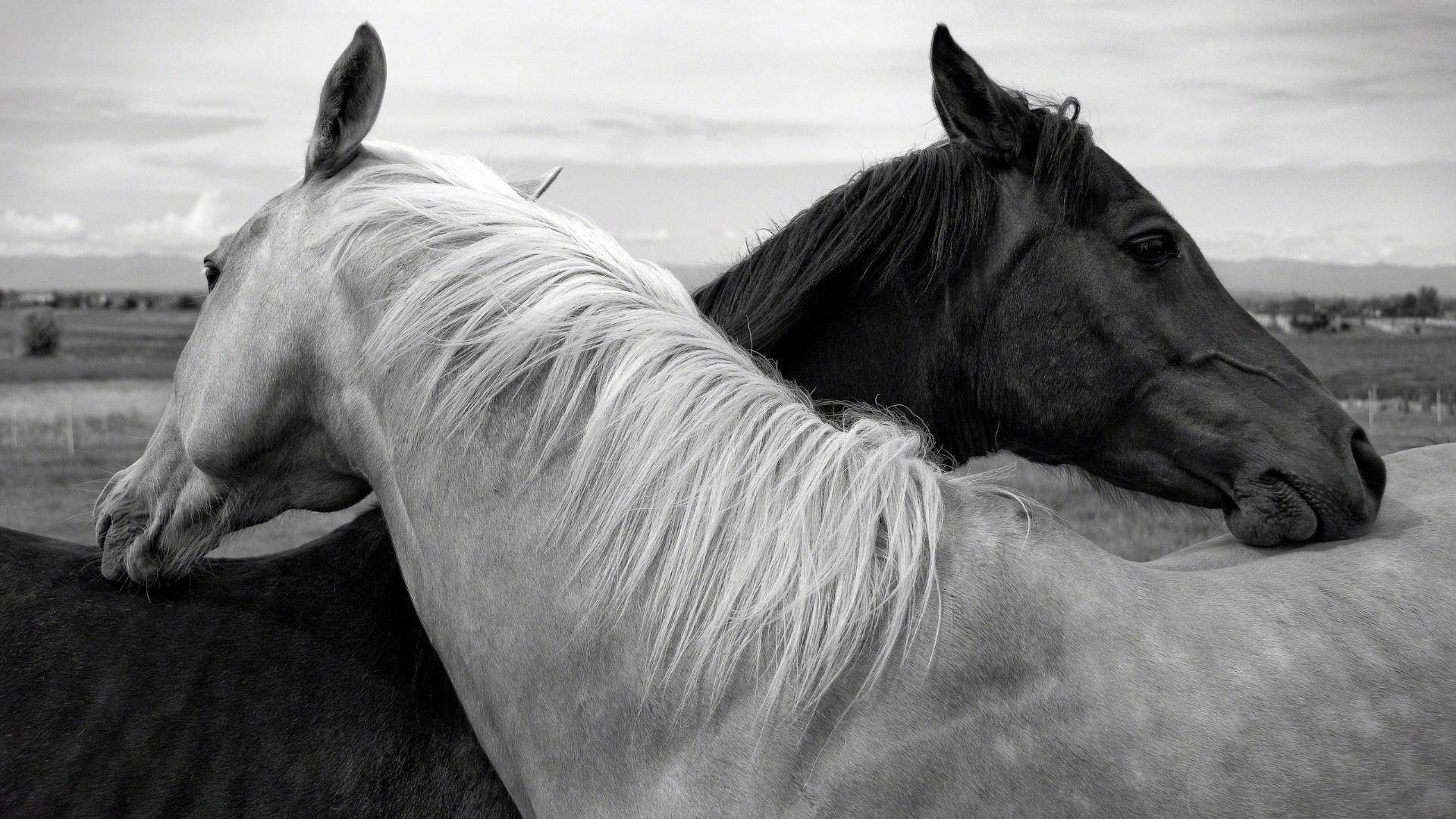 White Horse Wallpaper