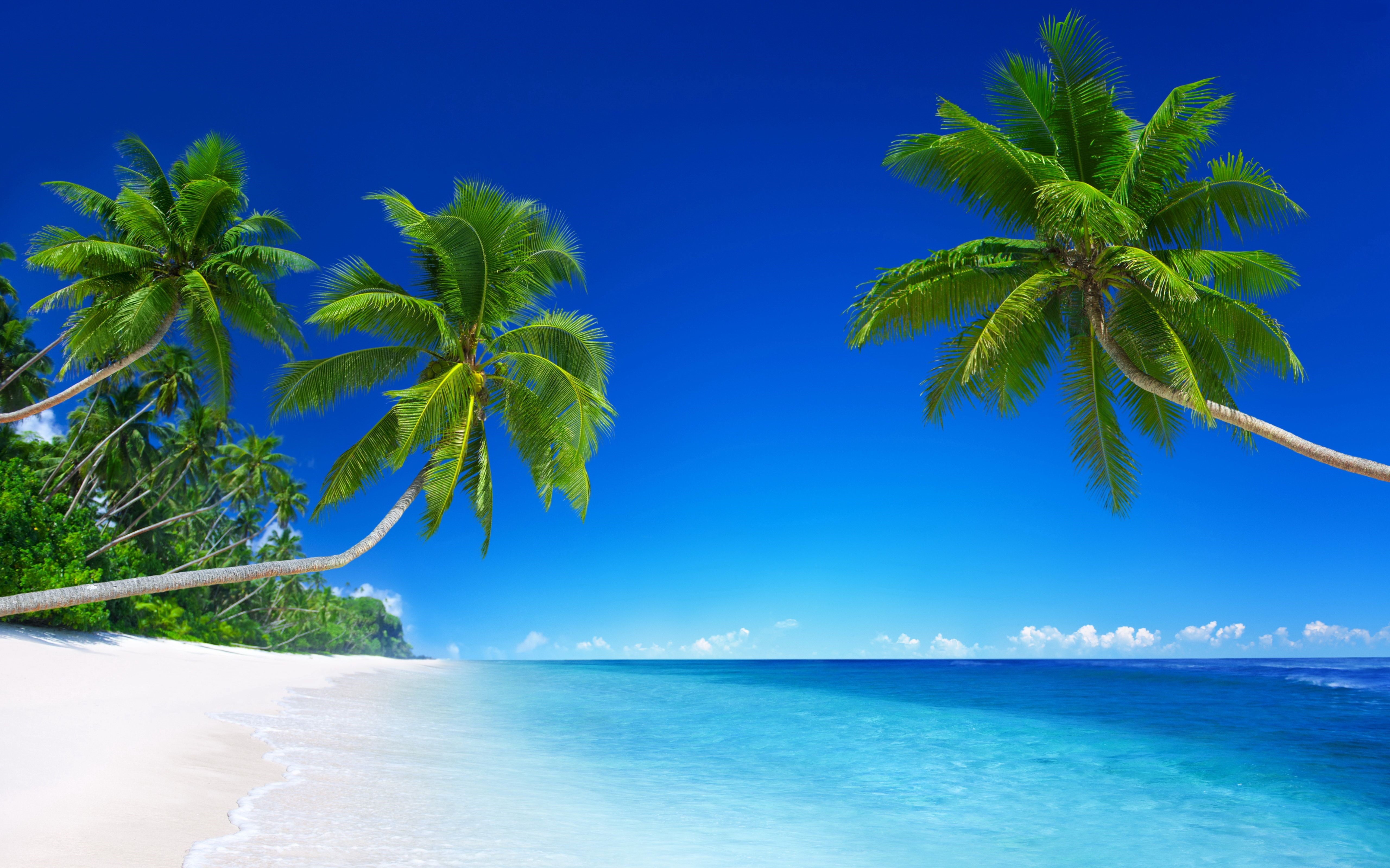Tropical beach paradise with palm trees and turquoise waters