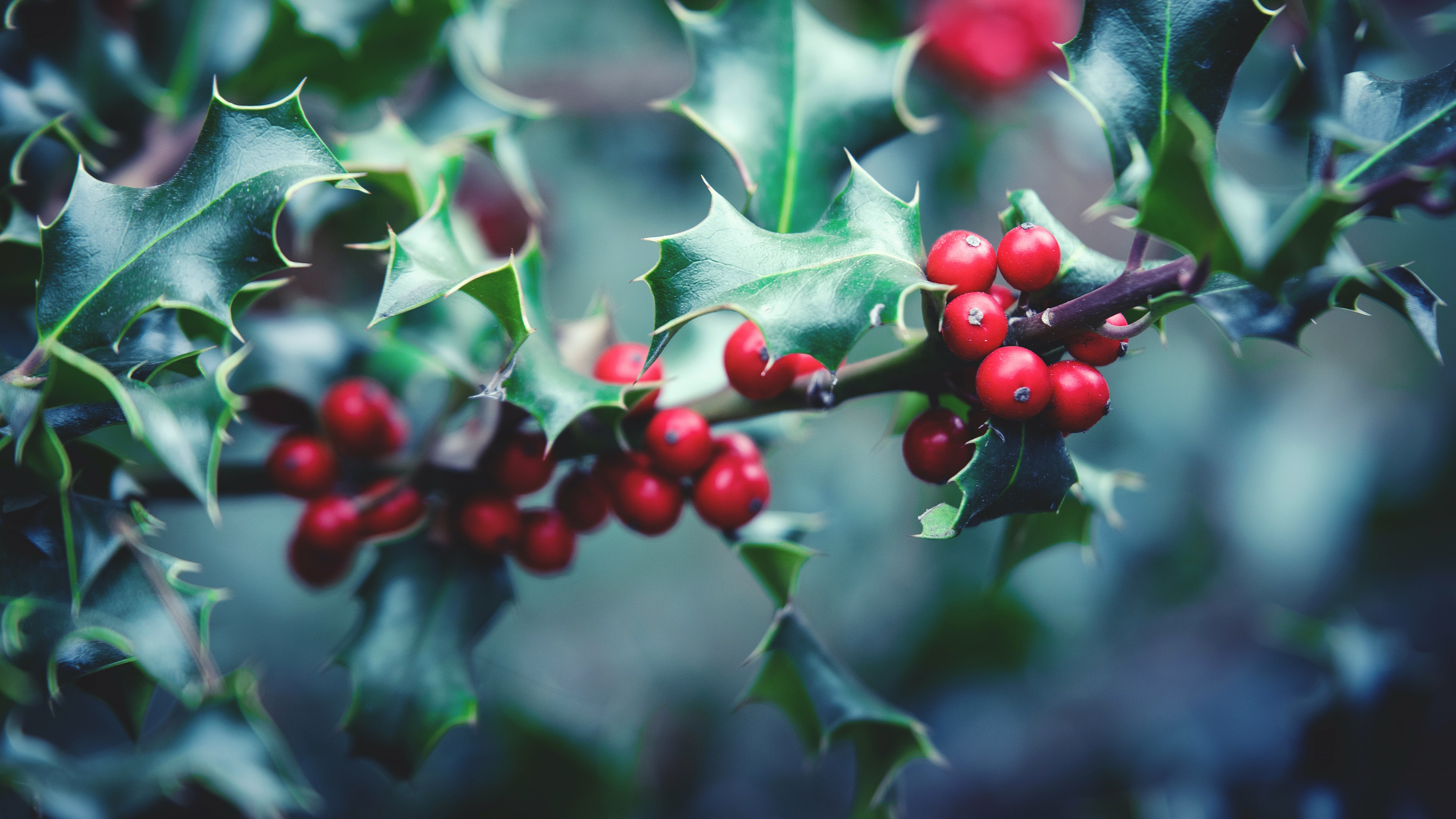 Holly Berry Nature Branch 4k Ultra HD Wallpaper