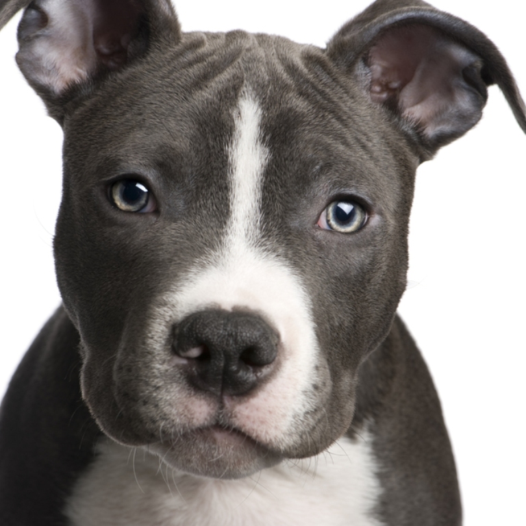 Lovely American Pitbull Terrier Wallpaper