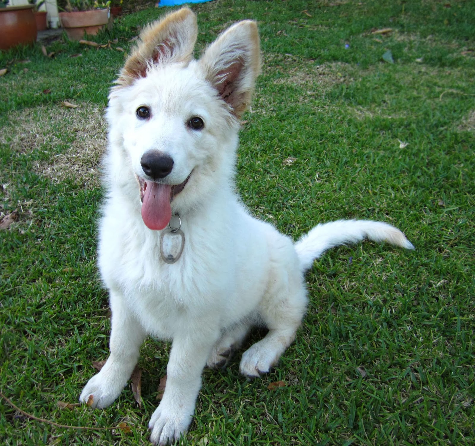 White German Shepherd Puppies Wallpaper