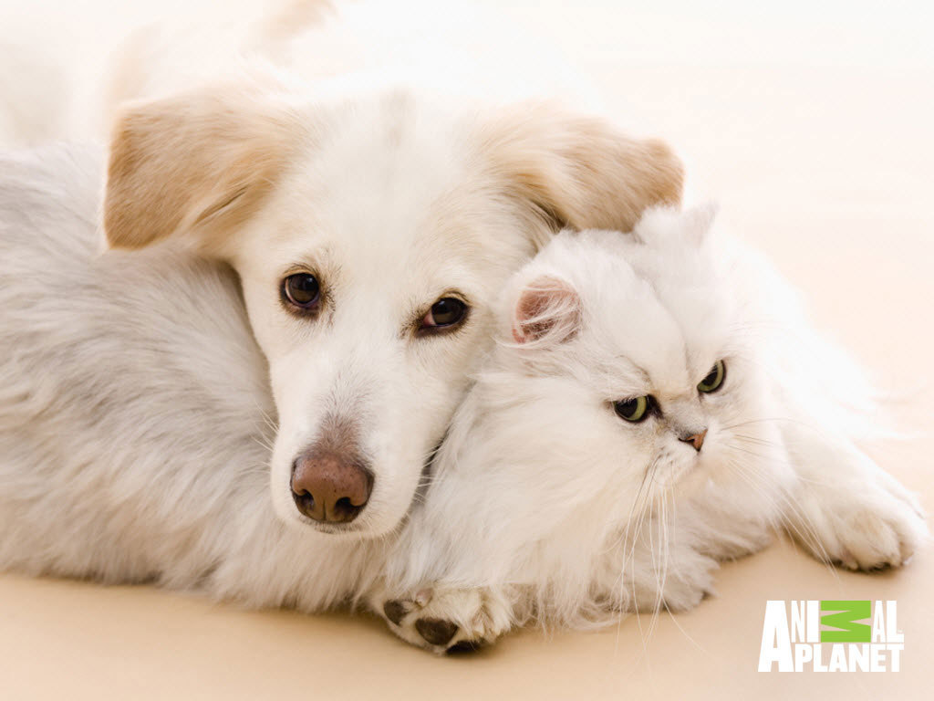 Animals Wallpaper Dogs And Cats Photos