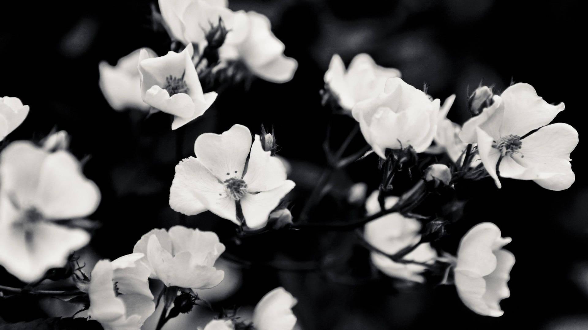Download Black And White Aesthetic Bloomed Flowers Wallpaper
