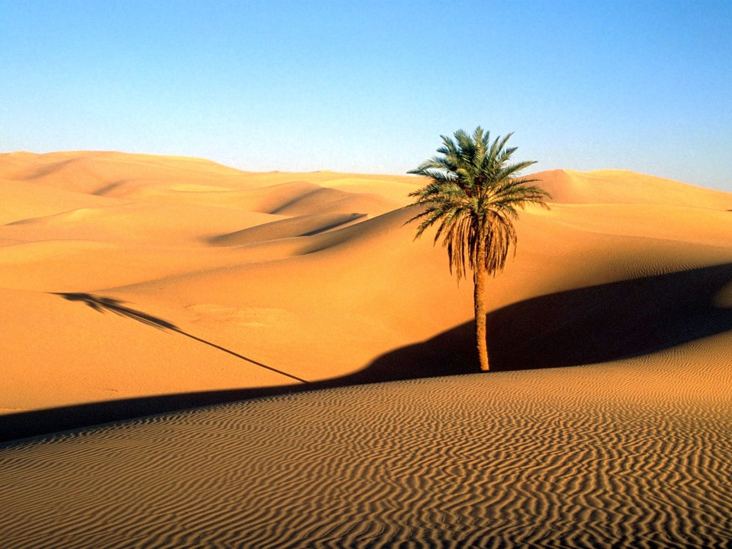 Sky Dunes Sahara Palm Tree Wallpaper