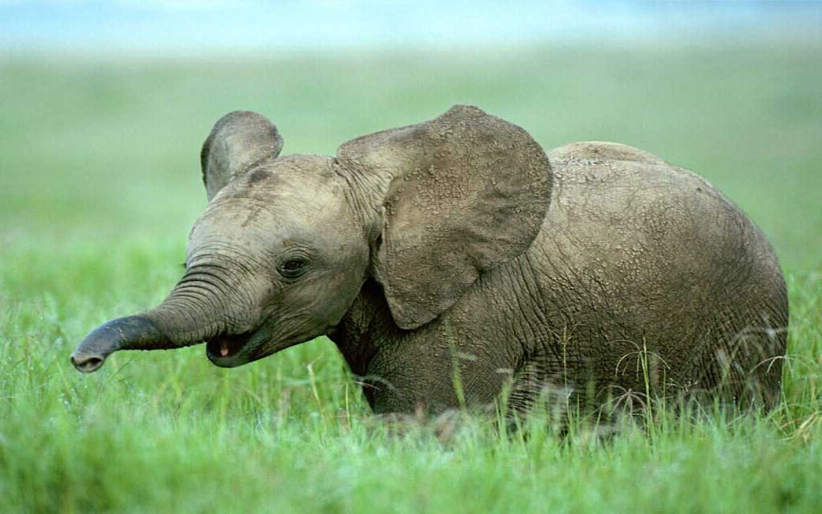 Cute Baby Elephant In Green Park Photos HD Wallpaper Image Pictures