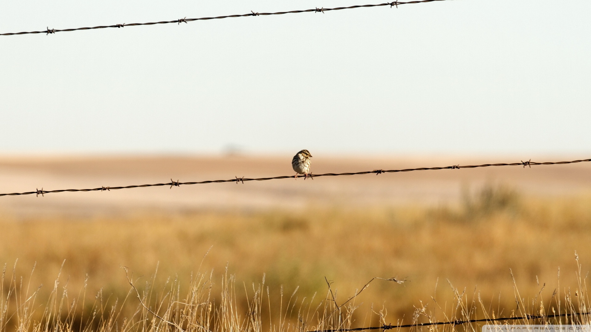 Barbed Wire Fence Wallpaper Sparrow On