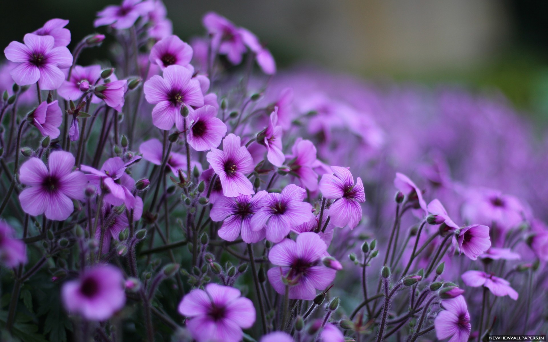 Most Beautiful Purple Flowers For Desktop New HD Wallpaper