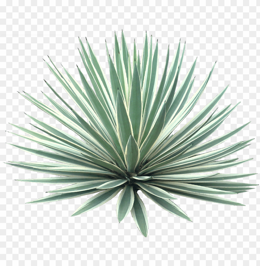 Agave Americana Marginata Desert Plant Transparent Background