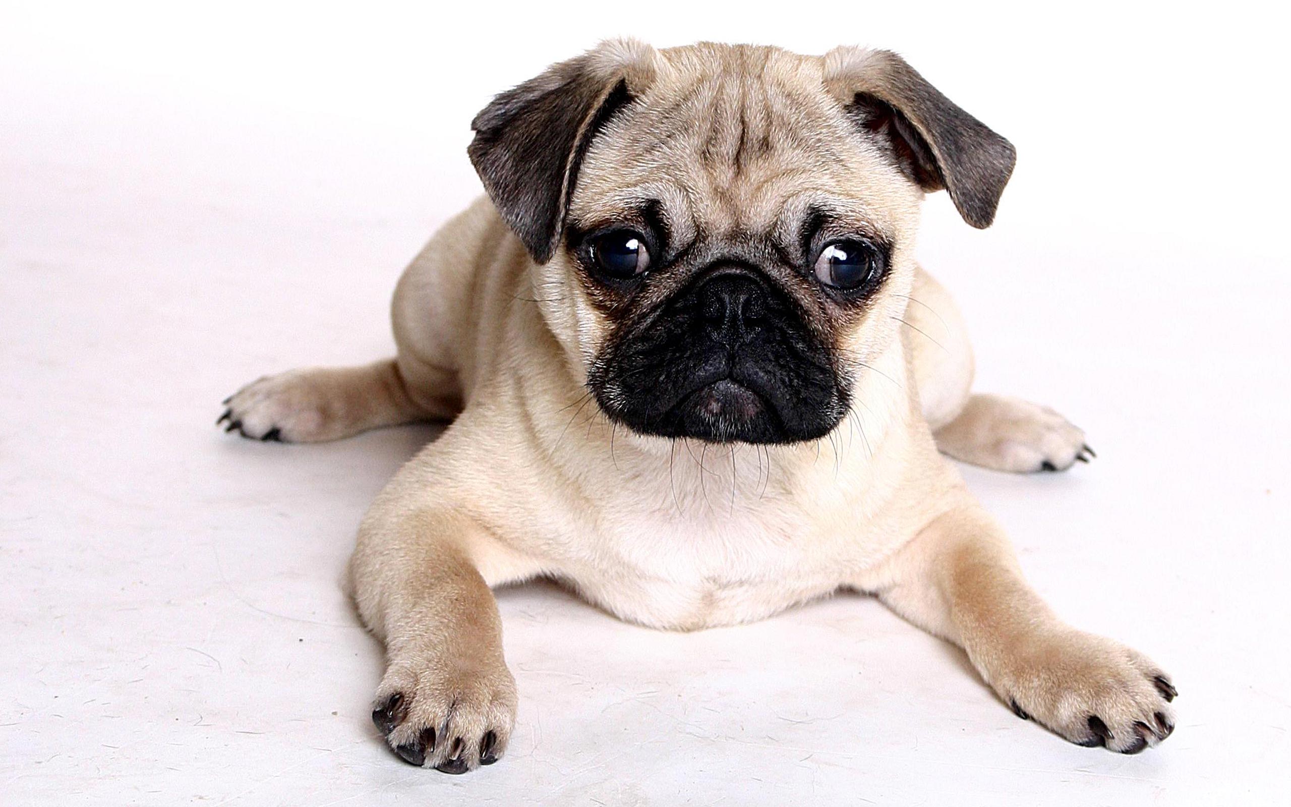 Download Pug wallpapers for mobile phone free Pug HD pictures