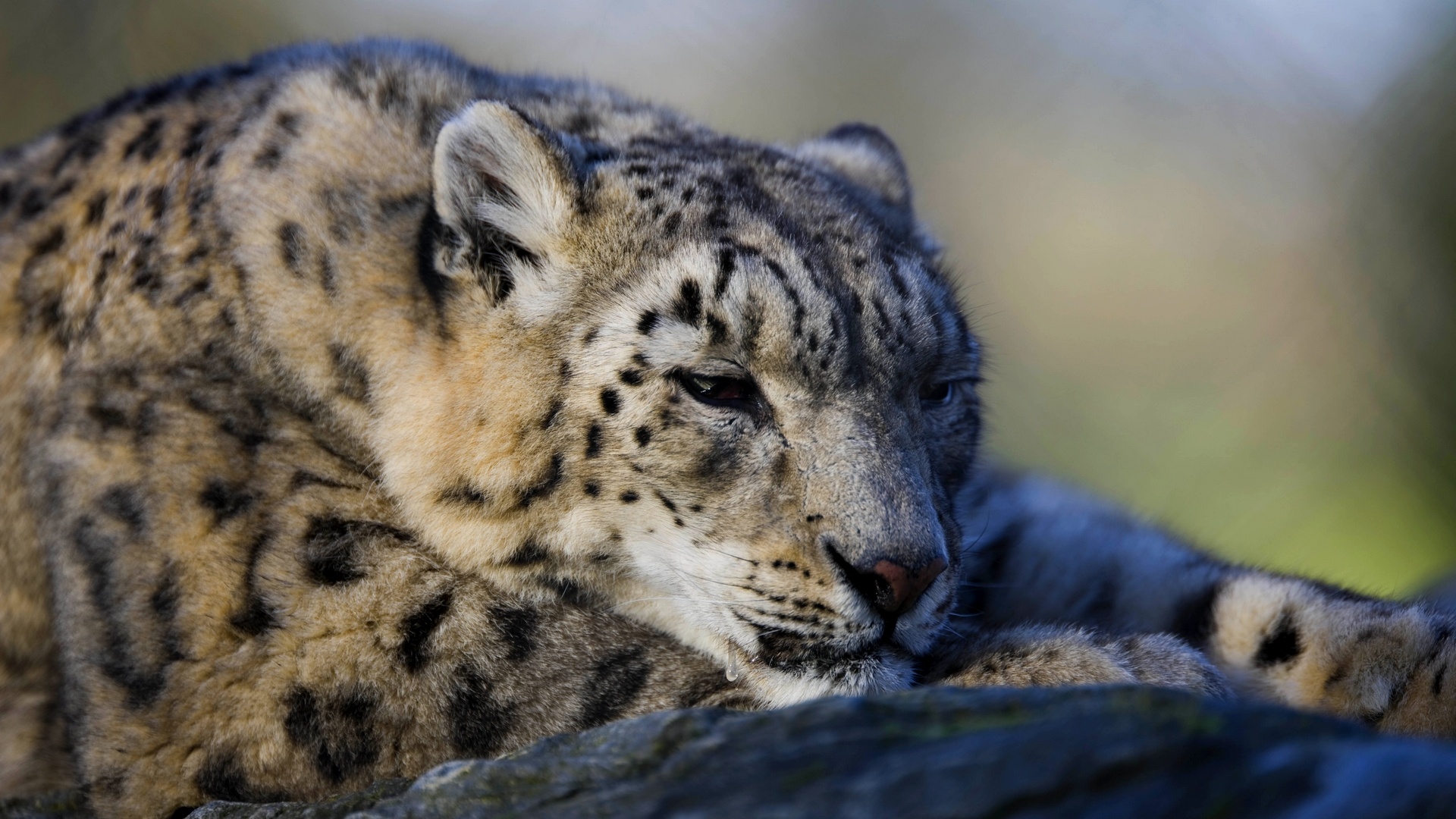 Snow Leopard Wallpapers Tag   Amazing Wallpaperz 1920x1080