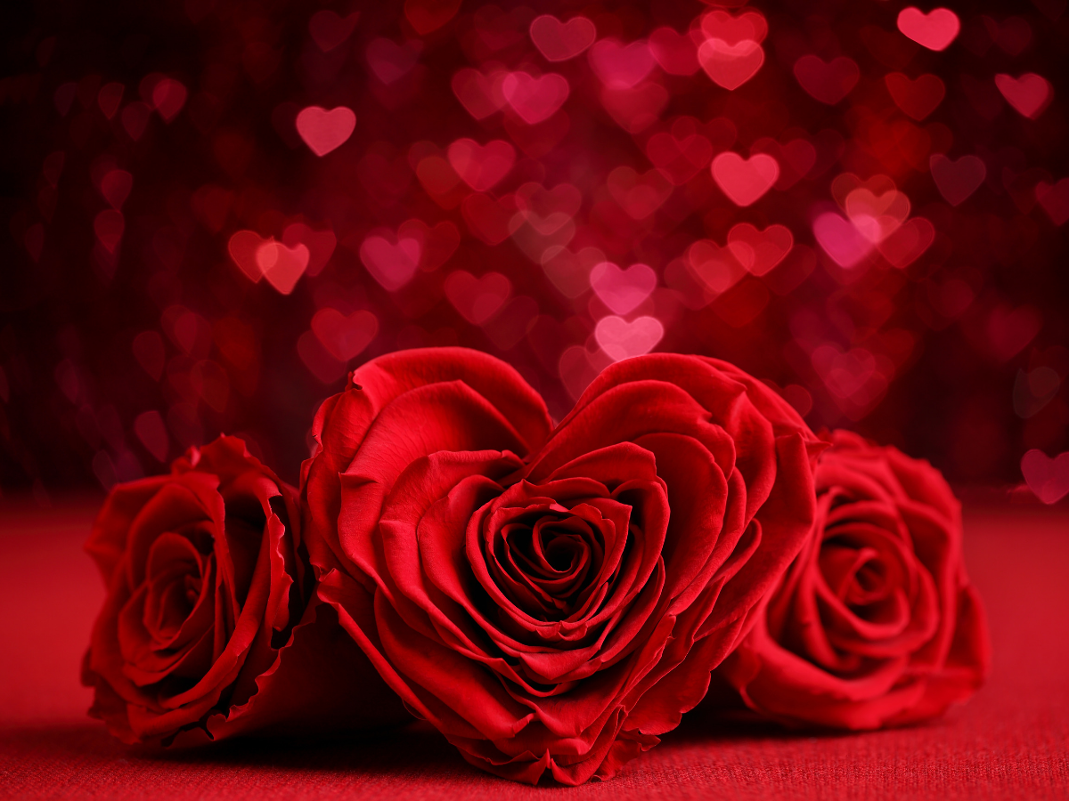 Happy Rose Day Image Wishes Messages Status Cards