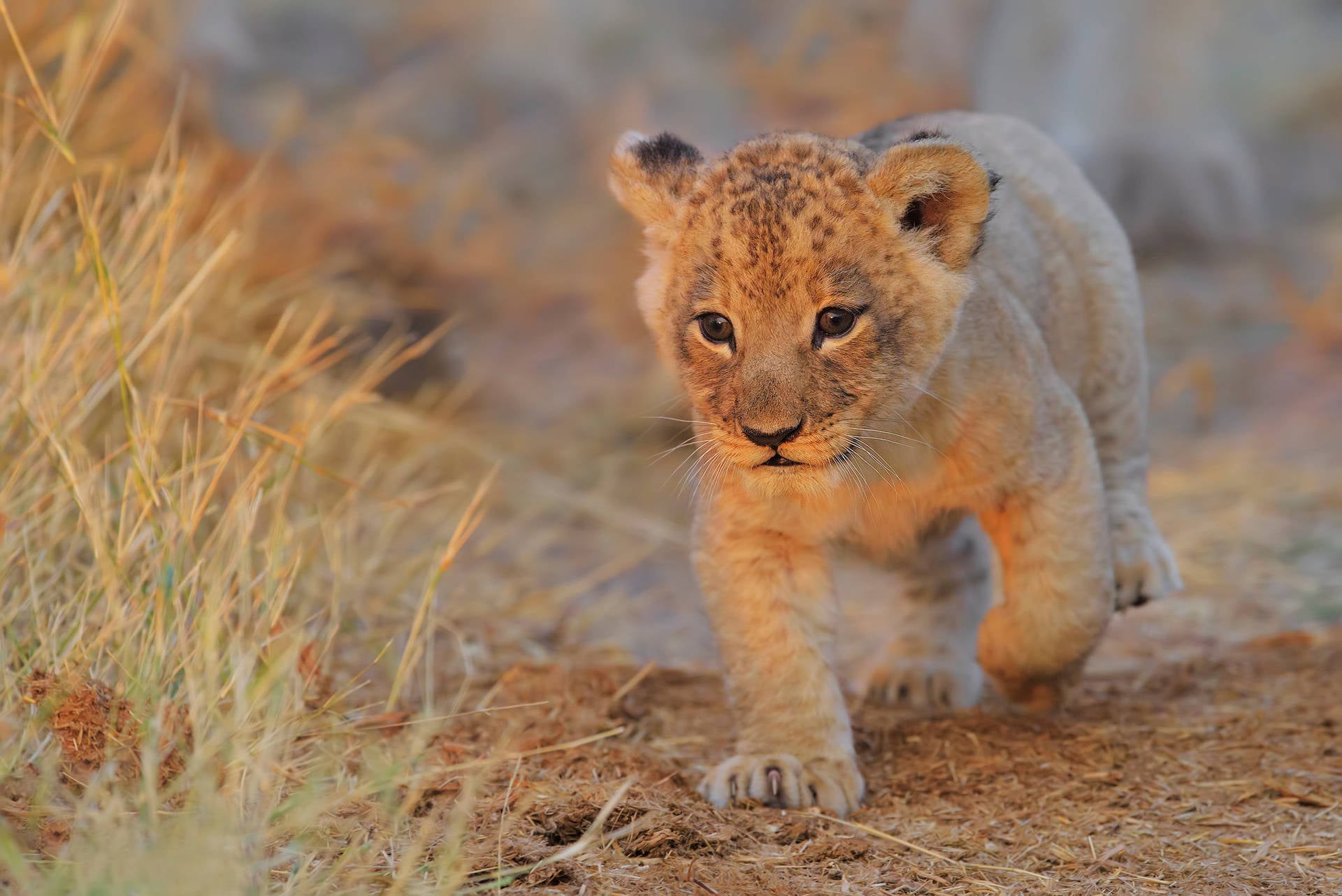 Baby Lion Wallpaper