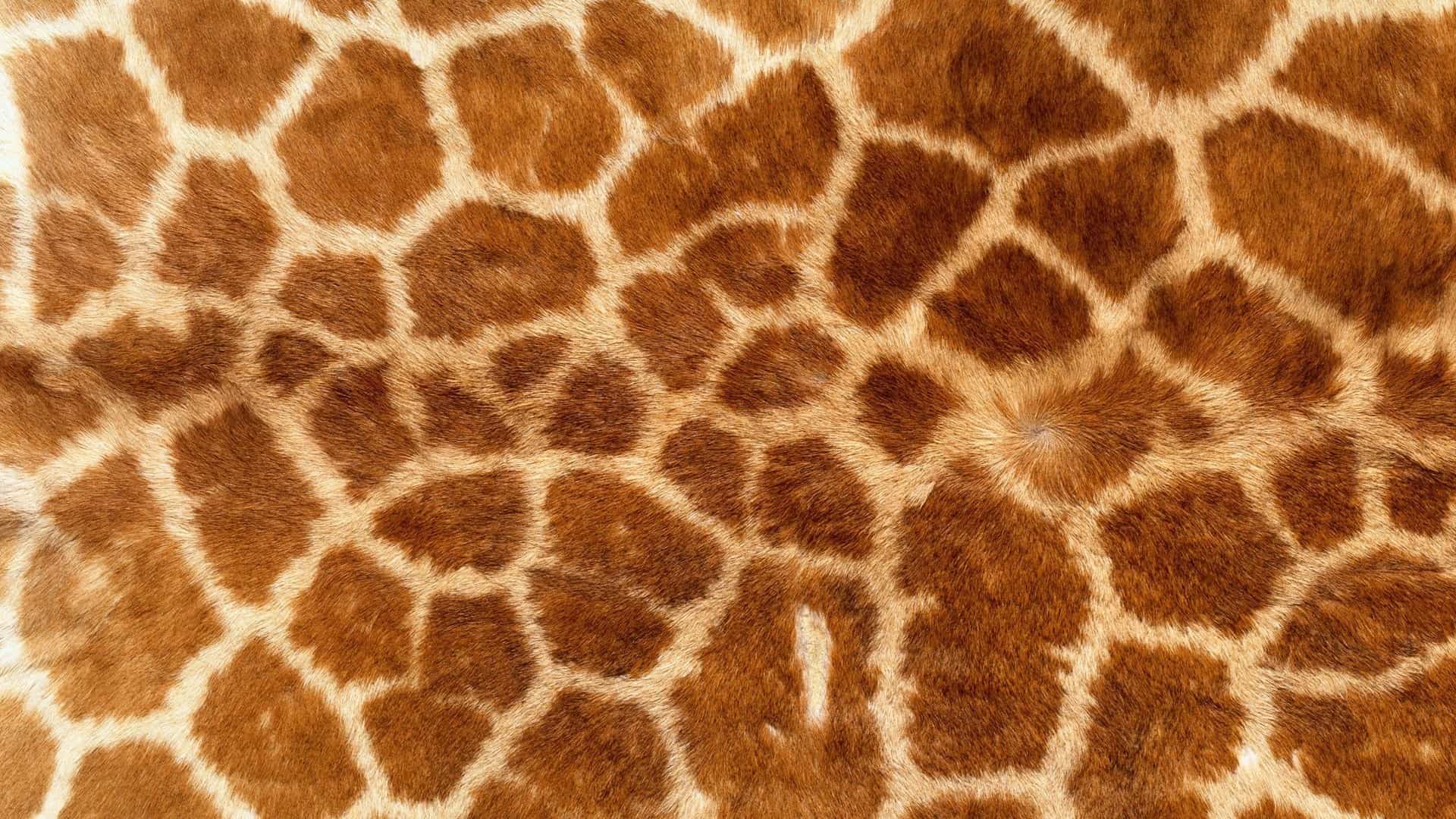 Animal Print Background Wallpaper