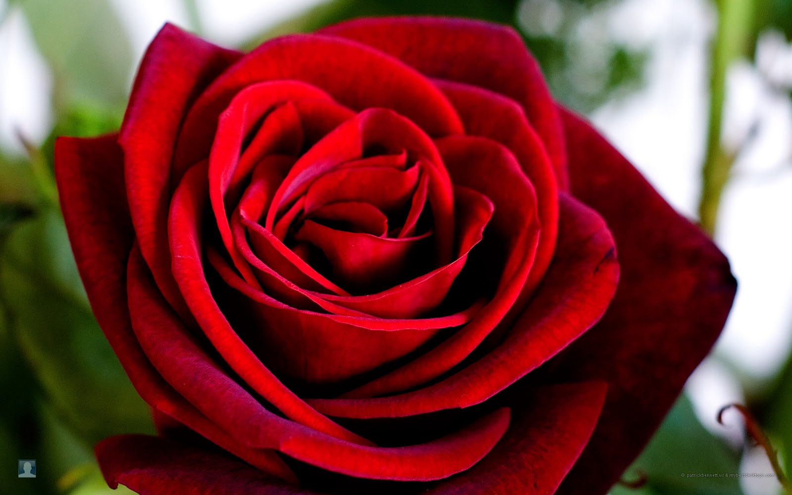 Flower Wallpaper Pictures Red Rose Flowers