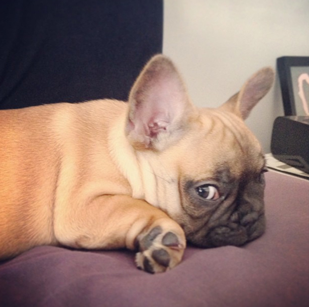 Lil Theezy The Cutest French Bulldog Ever Omg Cute Things