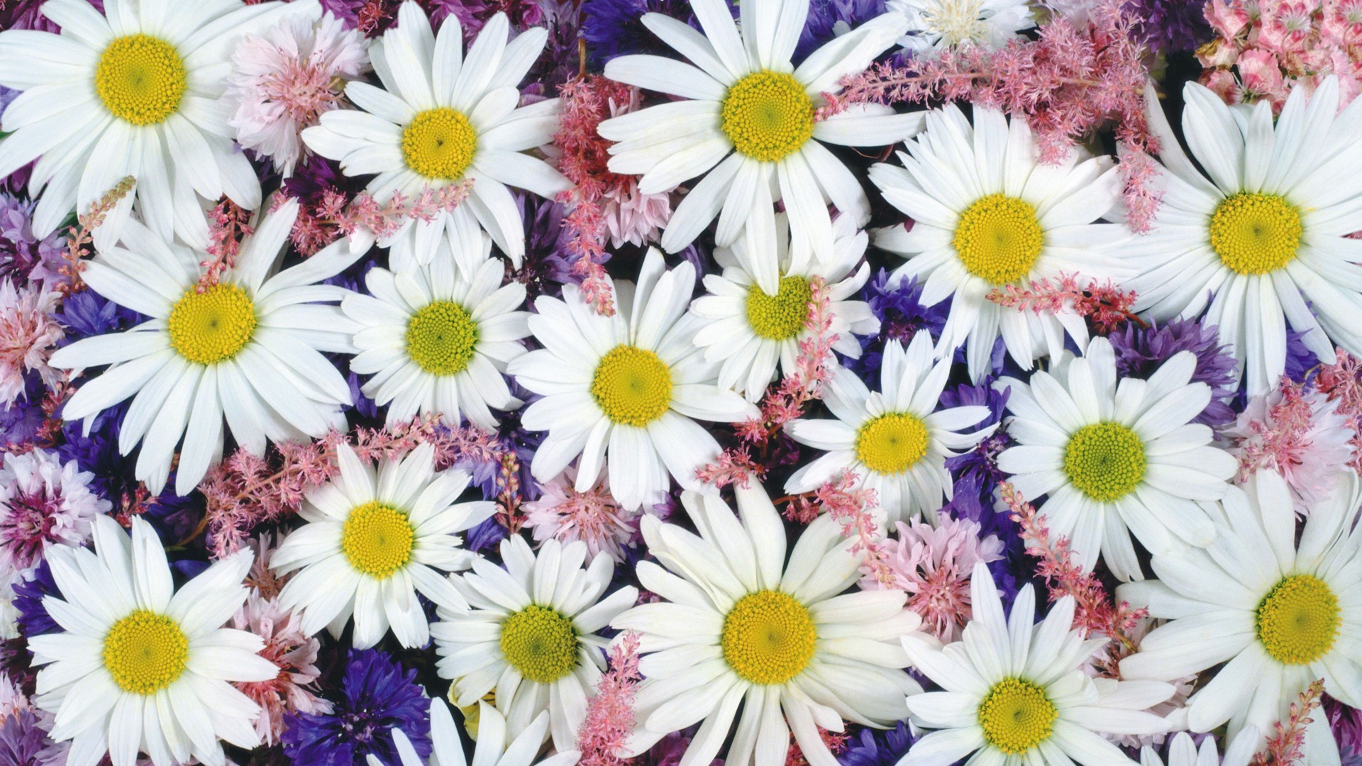 Nature Flowers Wallpaper HD