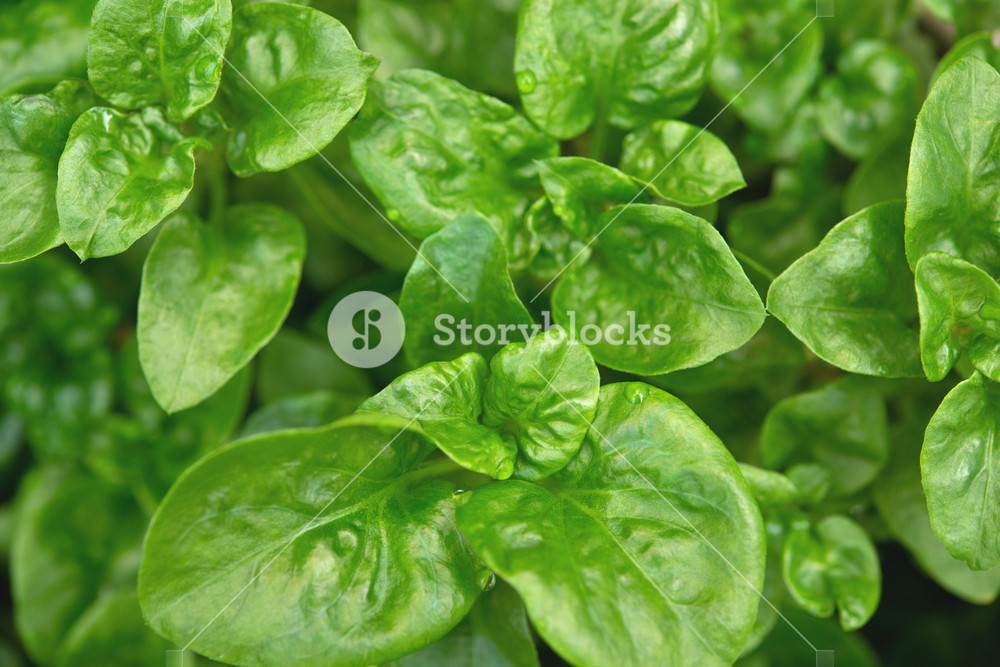 Fresh Green Brazilian Spinach Plant Background Royalty Stock