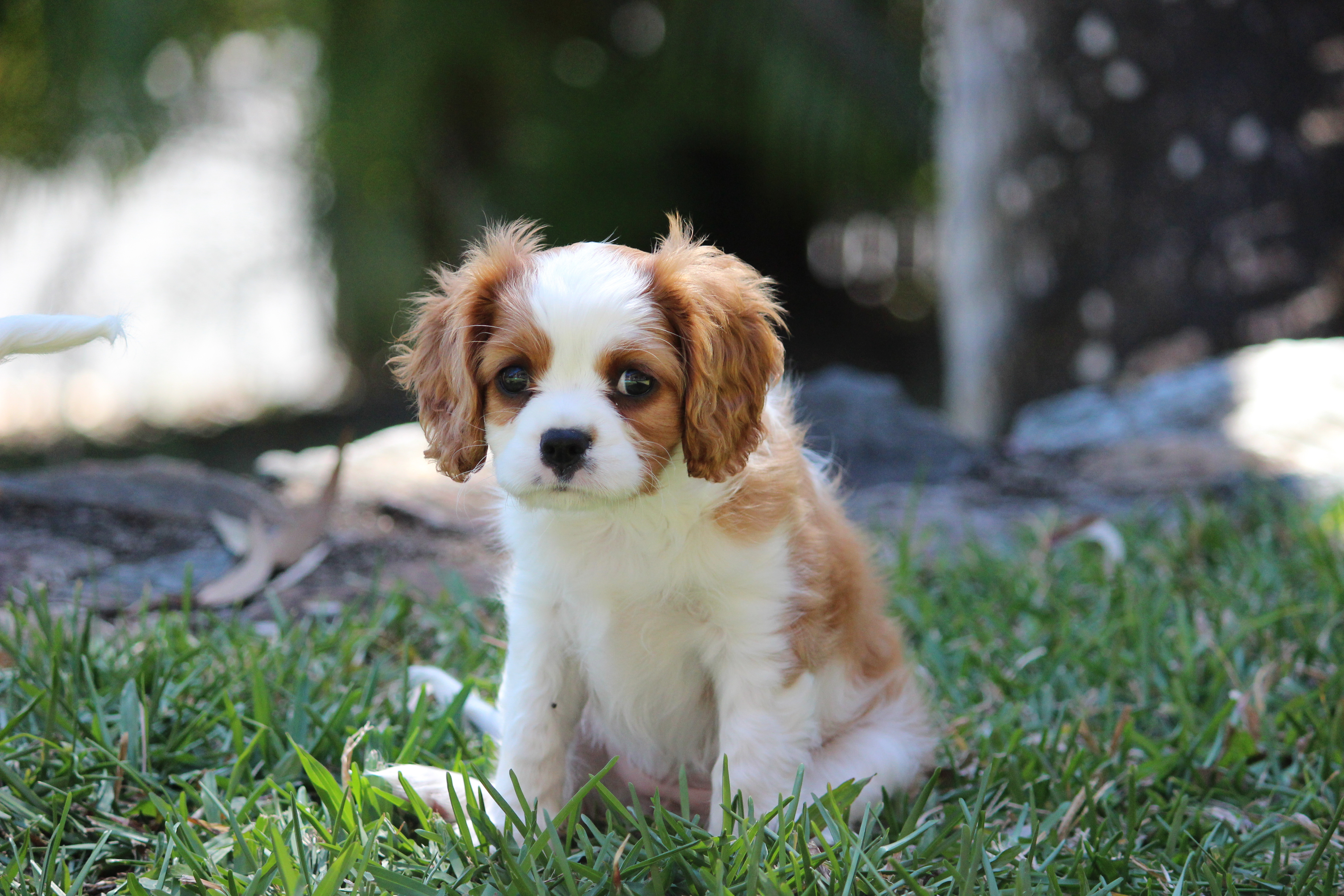 Spaniel Cavalier King Charles Cute Puppy Animal Wallpaper
