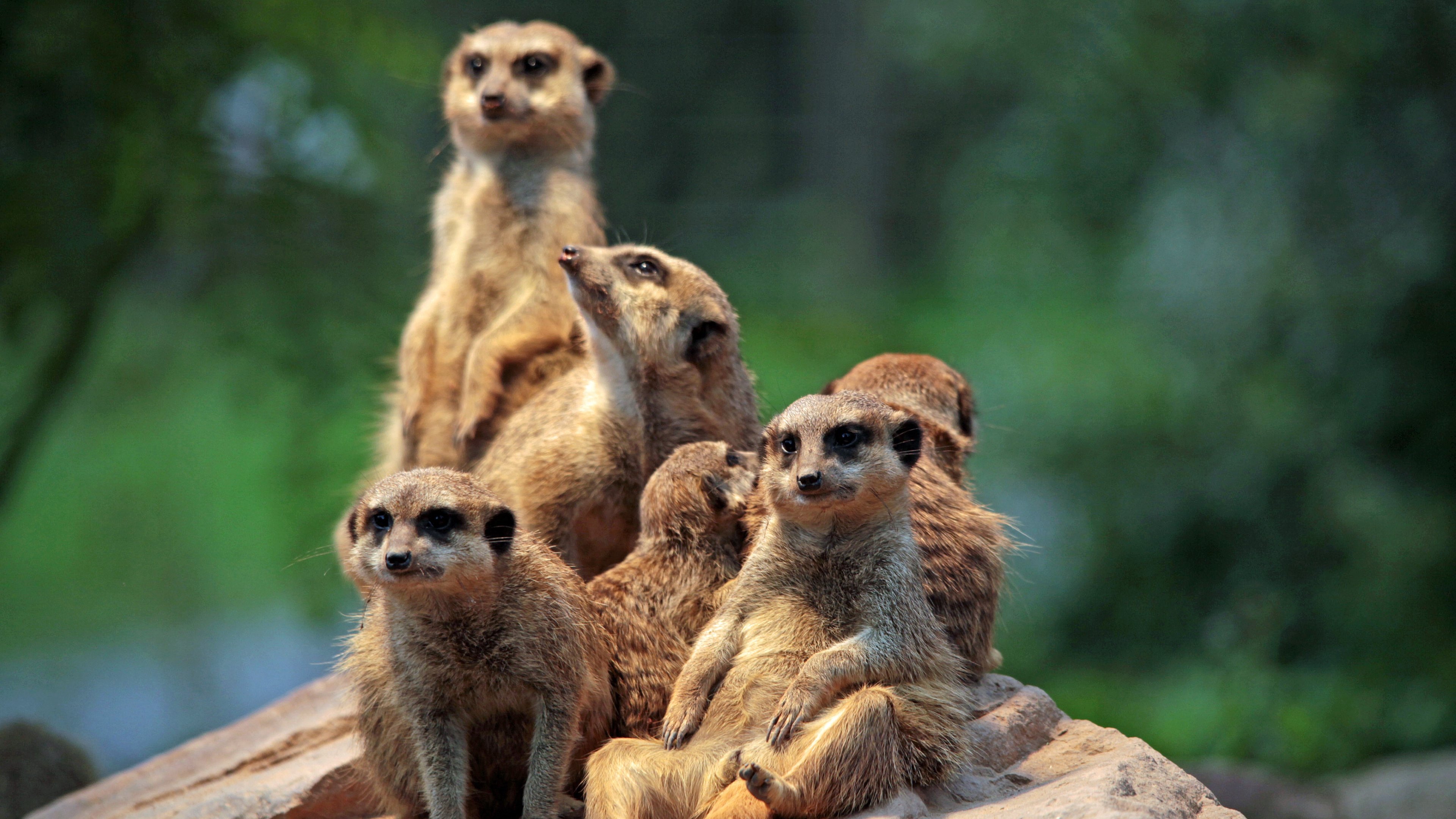 Meerkat Family At The Zoo Wallpaper HD
