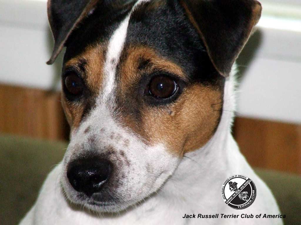Jack Russell Terrier Jrtca Wallpaper
