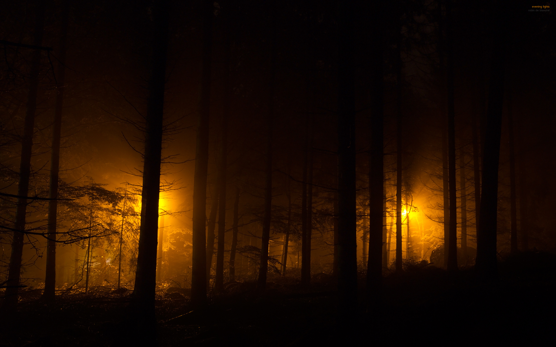 Dark Forest HD Wallpaper Background Image