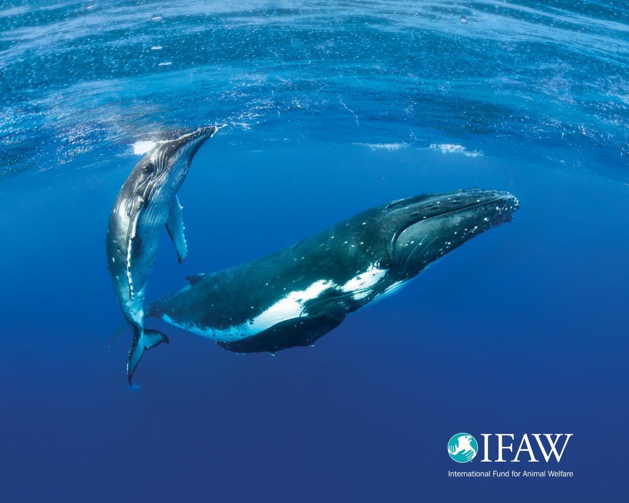Whale Wallpaper Ifaw International Fund For Animal