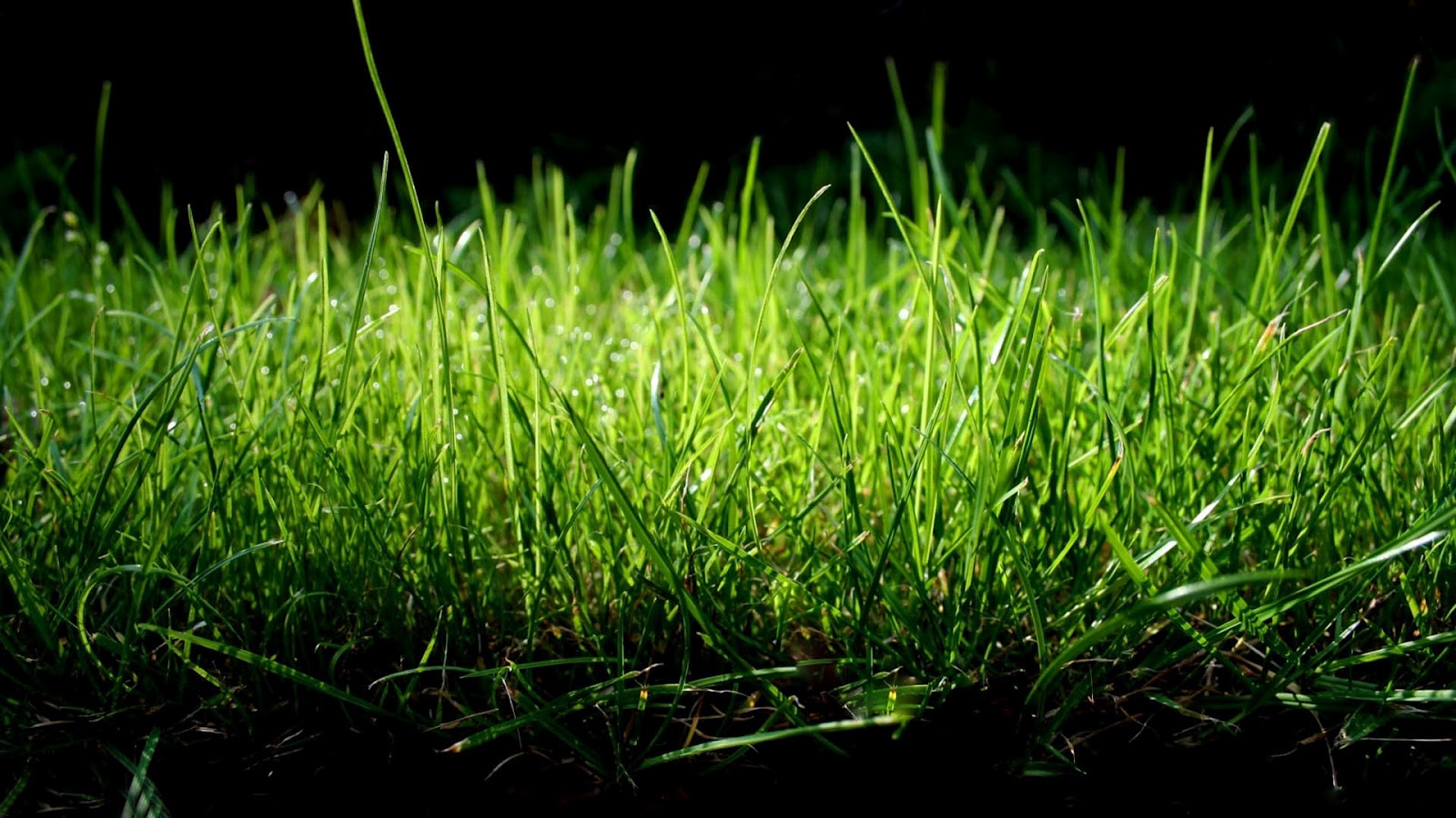 Grass Backgrounds 6827097