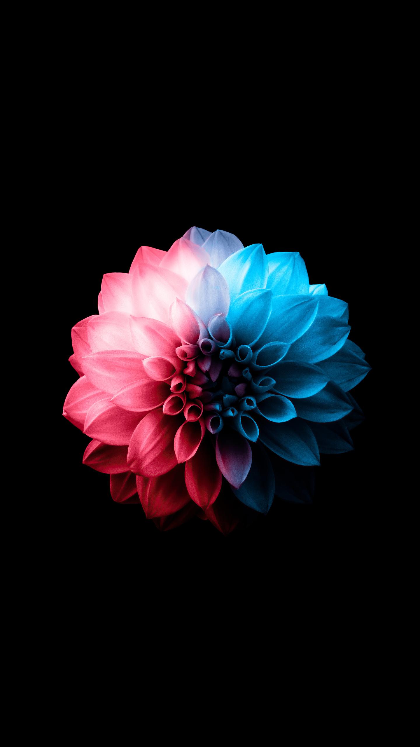 Flower Oled Dark 5k Samsung Galaxy S6 S7 Google Pixel