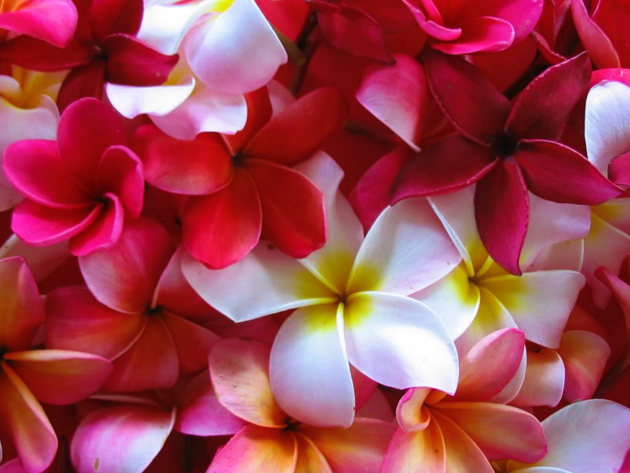 Lovely Plumeria Wallpaper Red Yellow And White Blossoms