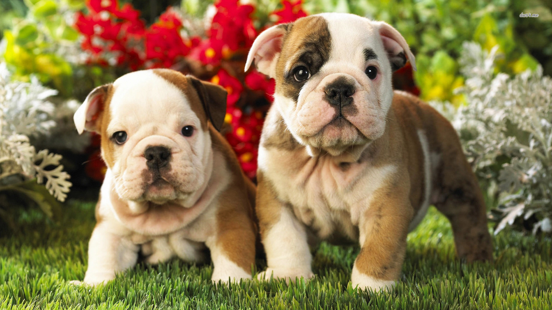 Puppy Wallpaper And Screensavers