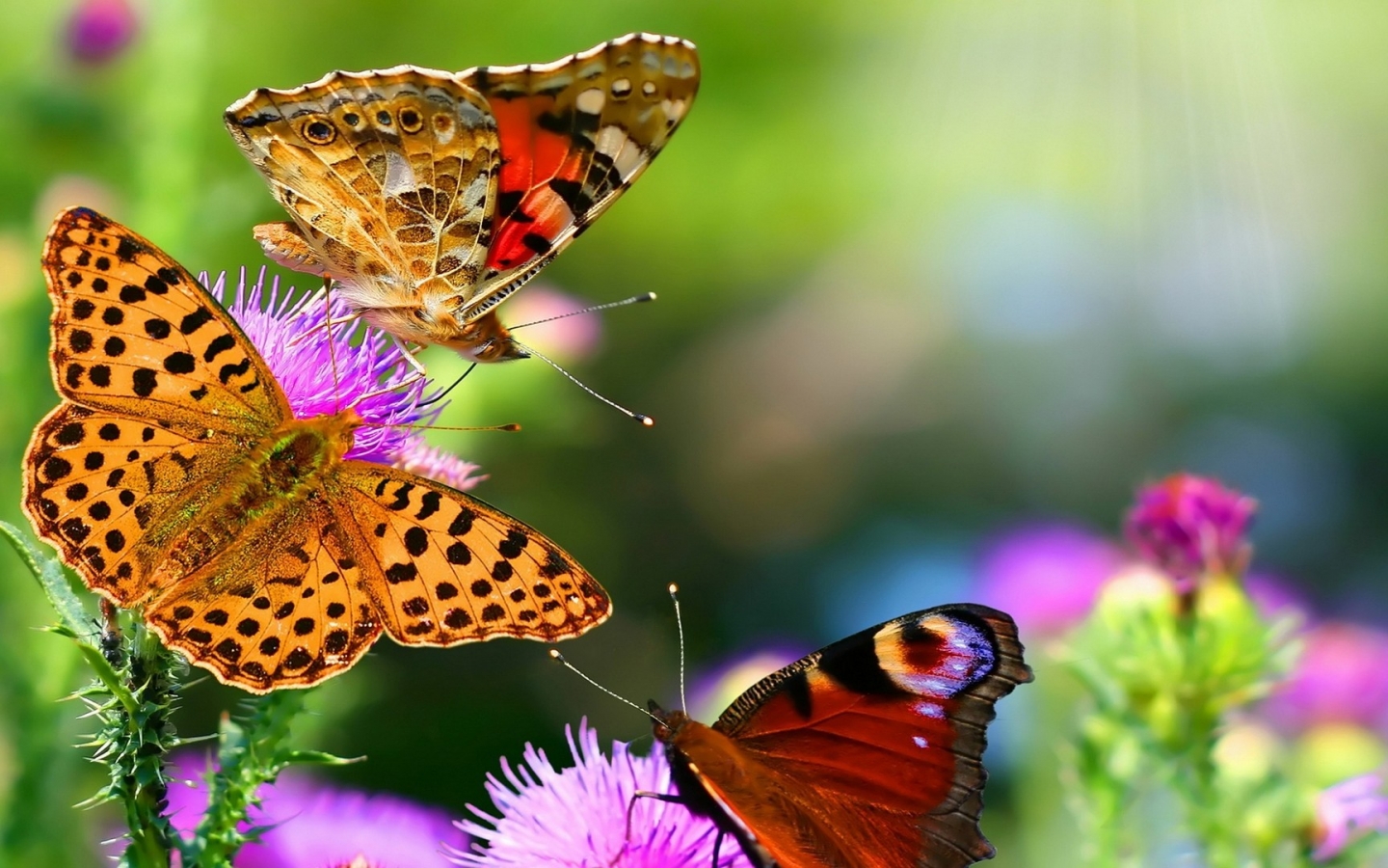 Nature Butterfly Animals HD Wallpaper Fondo